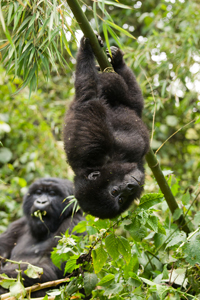 gorilla